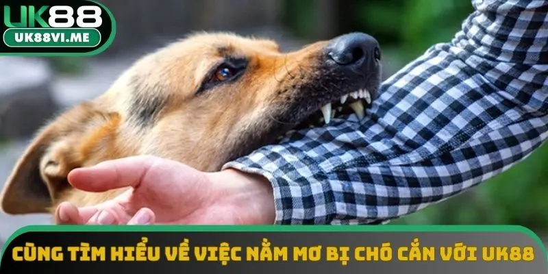 Cùng tìm hiểu về việc nằm mơ bị chó cắn với UK88