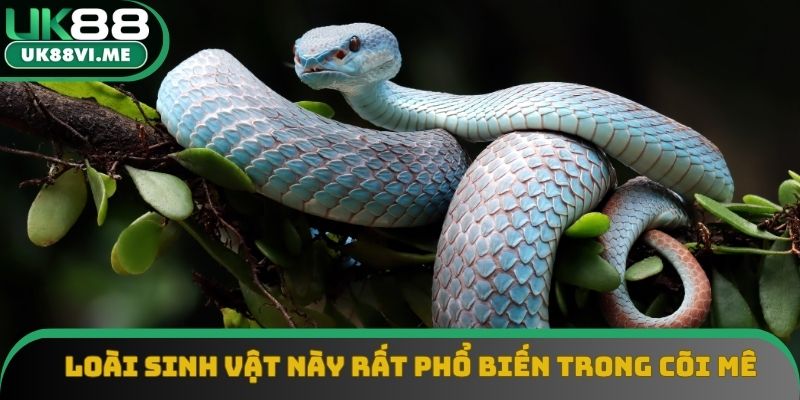 Loài sinh vật này rất phổ biến trong cõi mê